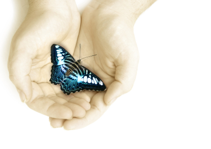 butterfly in hands