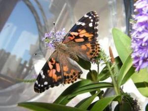 butterfly release for weddings