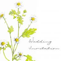 Feverfew, hand painted wedding invitation