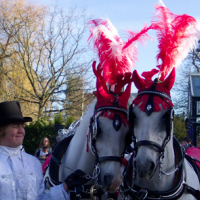 white horses and pink feathers