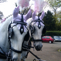 white horses with pink feathers